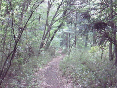 智光山公園の林の中へと続く道